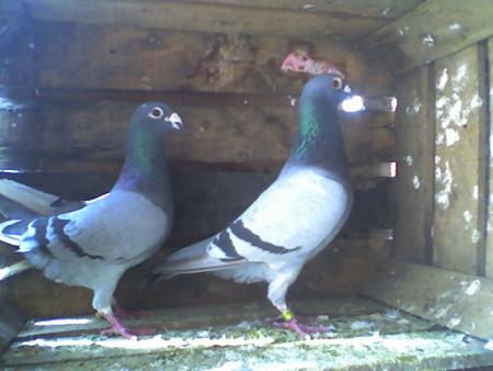 pigeons